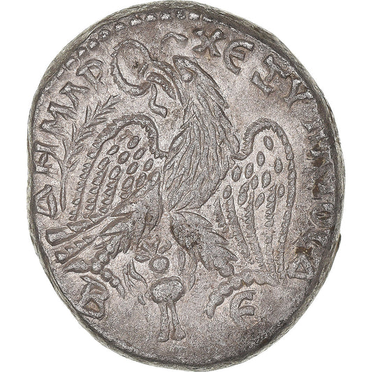 Acuñar, 
  
  cirrestica, 
  
  Macrino