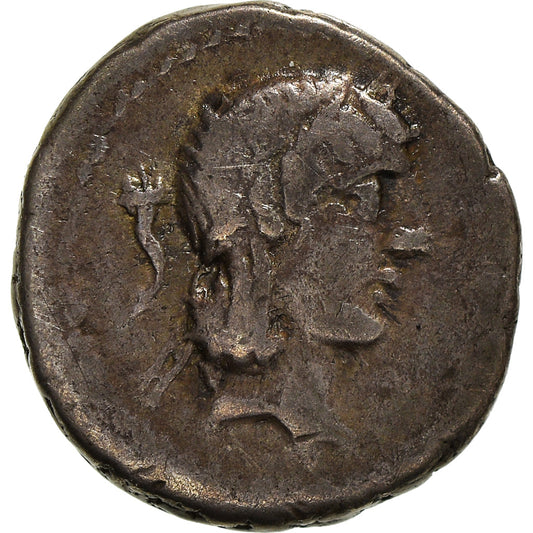 Acuñar, 
  
  calpurnia, 
  
  quinario