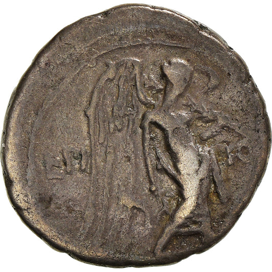 Acuñar, 
  
  calpurnia, 
  
  quinario
